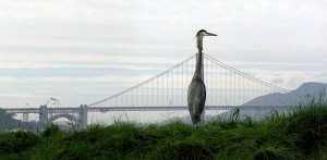 bird and bay bridge